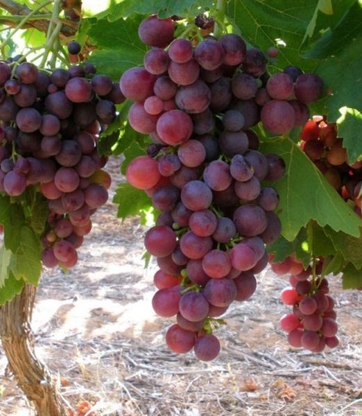 Vitis vinifera 'Cardinal'